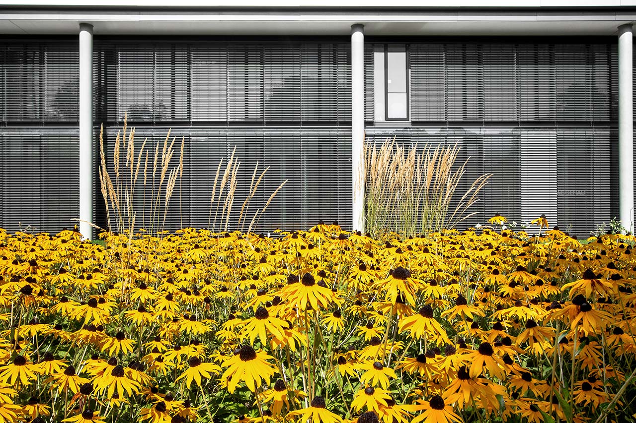 Fenster mit Blumen